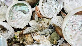 Seashells - How to Grind Cut and Polish | Liz Kreate