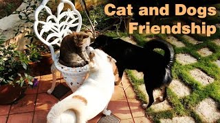 Funny Dogs trying to play with Cat 