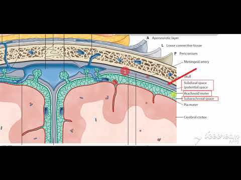 Meninges 3