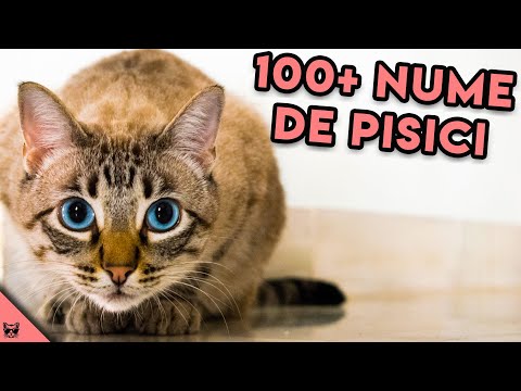 , title : 'Nume De Pisici Fete - Gaseste Numele Perfect Pentru Pisica Ta'