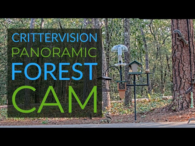 Live webcam view of Forest Wildlife Feeding Station
