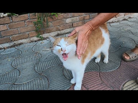 Smart cat answers me with a cute meow as if it understands everything I say