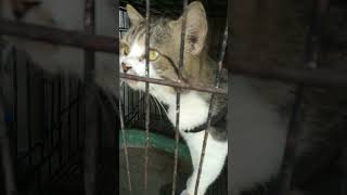 high breed cat like a Garfield.