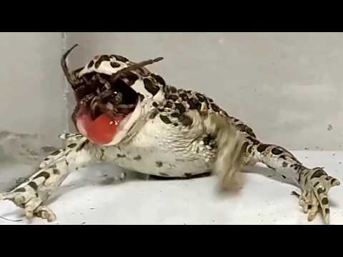 Frog eat spider