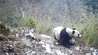 3-month-old wild giant panda spotted in China&#39;s Sichuan