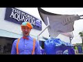 Blippi Visits An Aquarium The Florida Aquarium BEST OF BLIPPI Educational Videos For Kids
