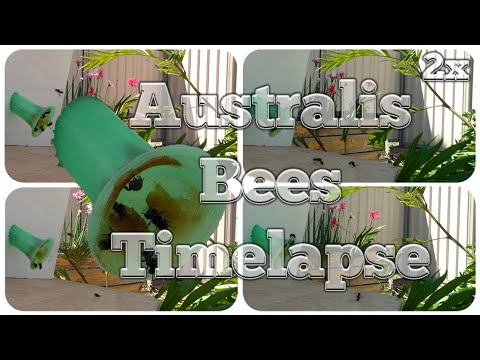 Native Australis. Austroplebeia | Log Hive Box Timelapse 2x Speed