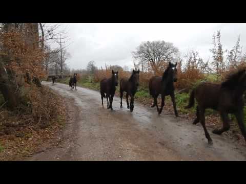 Manlio Fani : il Branco di Cavalli Romani verso Cavalli a Roma - Video 03
