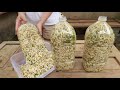 Making Bean Sprouts At Home From Plastic Bottles Is Easy Both White And Plump
