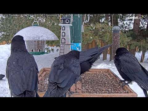 American Crows Belt Cacophony Of Caws In Ontario – March 24, 2020