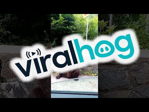 Romanian Brown Bear Greets Motorists || ViralHog