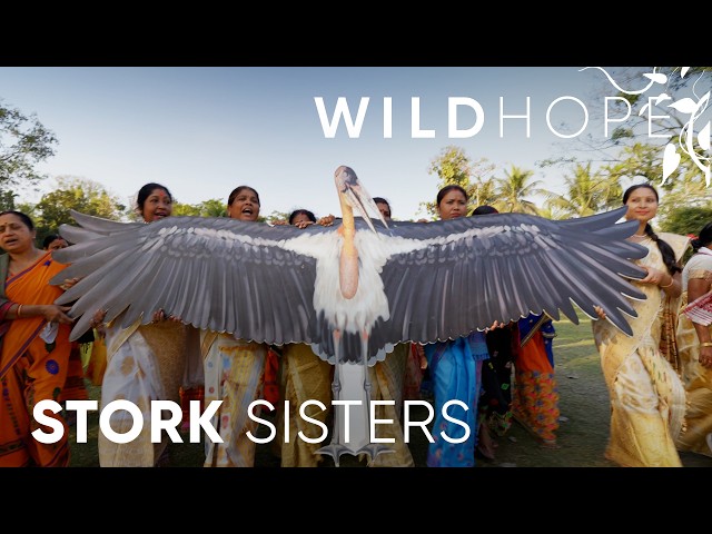 Meet the Army of Women Saving India’s Rarest Stork | WILD HOPE SDDEFAULT Thumbnail