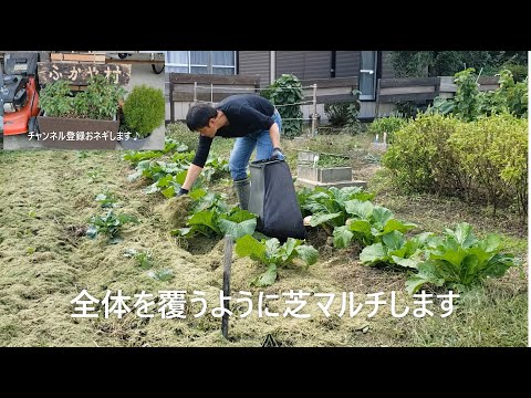 芝生のマルチングとは何ですか？ 3つのポイントで解読！  庭園