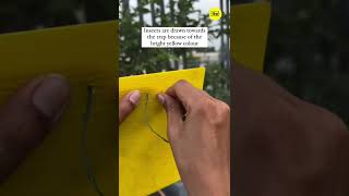 Download lagu Yellow sticky traps: Eco-friendly pest control for gardens and farms #chipku #yellow #trap mp3