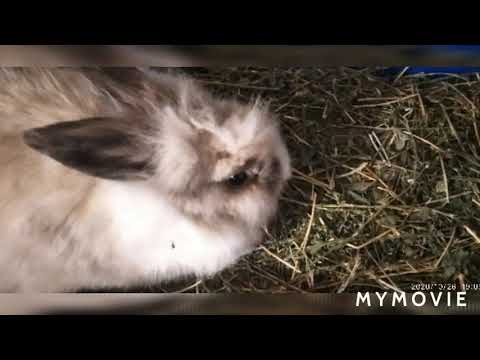 Перепела, декоративный кролик и коза с моего хозяйства