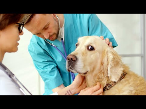 Treating Cushing's Disease in Dogs | FDA