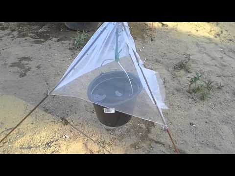 Paarmapyydys ( diy) Tabanidae trap. horsefly trap. From Finland