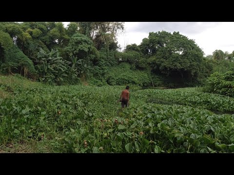 SE03EP144 - HINDI INAASAHANG PAG TATAGPO! SA ILALIM ng mga WATER LILY SILA NAGPUPULPOG | Quezon Prov