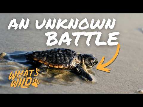 South Carolina ETV and SCETV Education