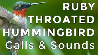 Ruby-throated Hummingbird Calls and Sounds (2024) - The TWO noises these birds make!