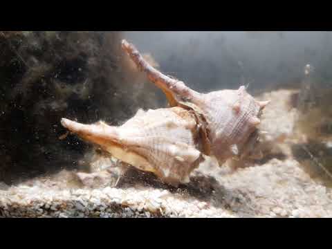 Bolinus brandaris