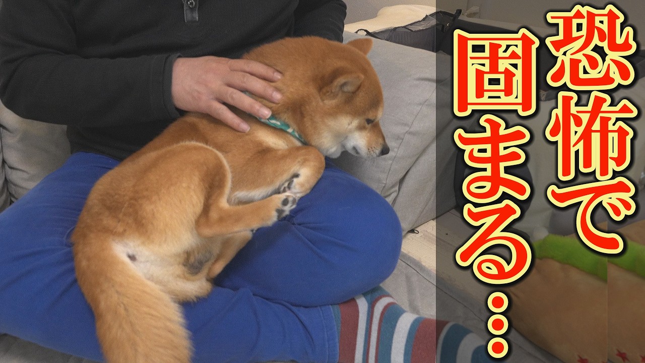 【心配】得意だった爪切りを急激に嫌がり、ぶるぶる震え、放心状態に陥る柴犬・・・