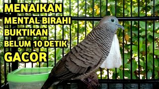 Download lagu Perkutut Lokal Gacor Suara Super Kristal - Pancingan Malas Bunyi (99%AMPUH BANGET) mp3 Download lagu Perkutut Lokal Gacor Suara Super Kristal - Pancingan Malas Bunyi (99%AMPUH BANGET) mp3
