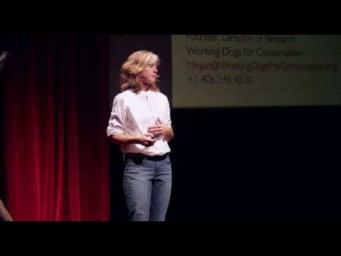 How dogs help with conservation efforts