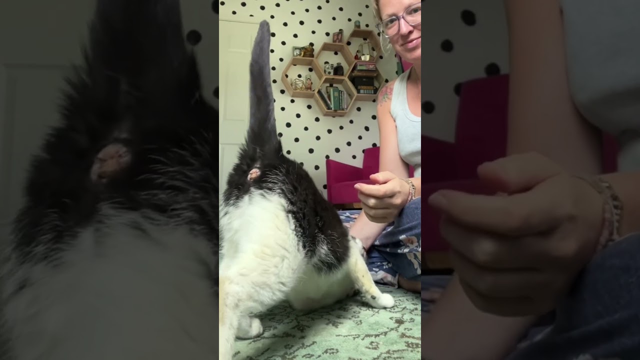 Enlarge Mabel, a Adoptable mixed breed in Brattleboro, VT video 5/6