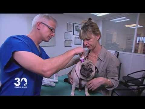 comment soigner otite chien