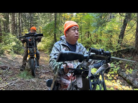 Bear Hunting at C Zone 2025 | Yos hav zoov tua dais 