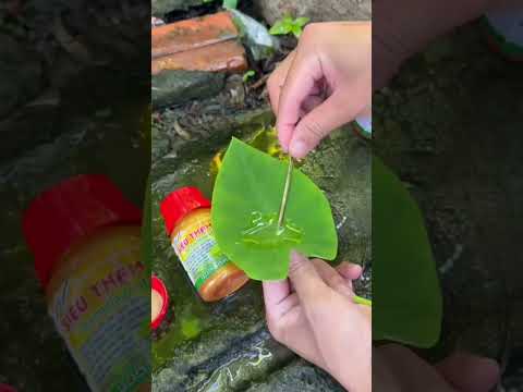🌿 BÍ QUYẾT PHUN THUỐC HIỆU QUẢ 100% CHO KHOAI MÔN, BẠC HÀ, BẦU, BÍ, DƯA, CHUỐI!... 🌿