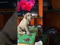 Leo Style La Dubai Vadivel Comedy Leo Lab Trending Funny Dog Vadivelu Comedy Dubai
