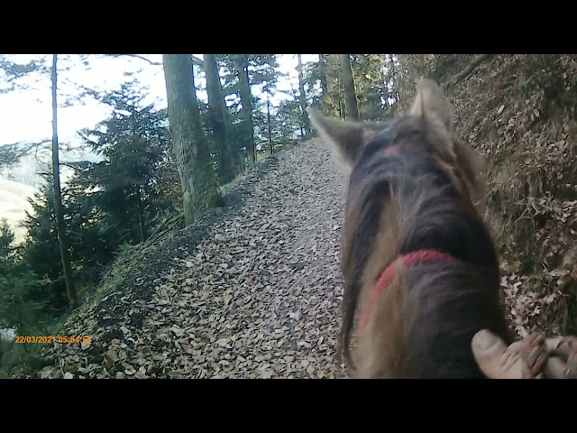 Balade à cheval de 2h00 - Bonjour Alsace