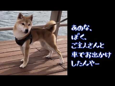 ワンワンU・x・Uお悩み相談室7️⃣7️⃣〜福井市「十秋ちゃん」#小さい子供さんの乗り降りは大人がドアの開け閉めを🚗