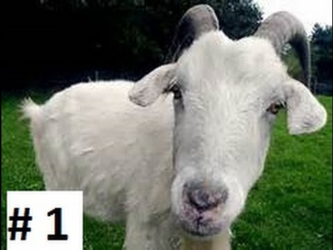 YogBox Ep 4 My Pet Goat Mustava