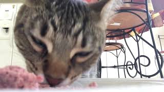 Cat Eating ASMR #3 (Soft Chewing!!)