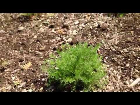 ローマンカモミール 植物