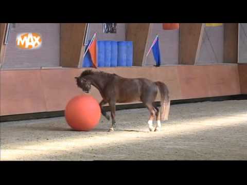 Voetballend paard | POLITIE TE PAARD