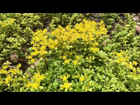 マンネングサ、マンネングサ