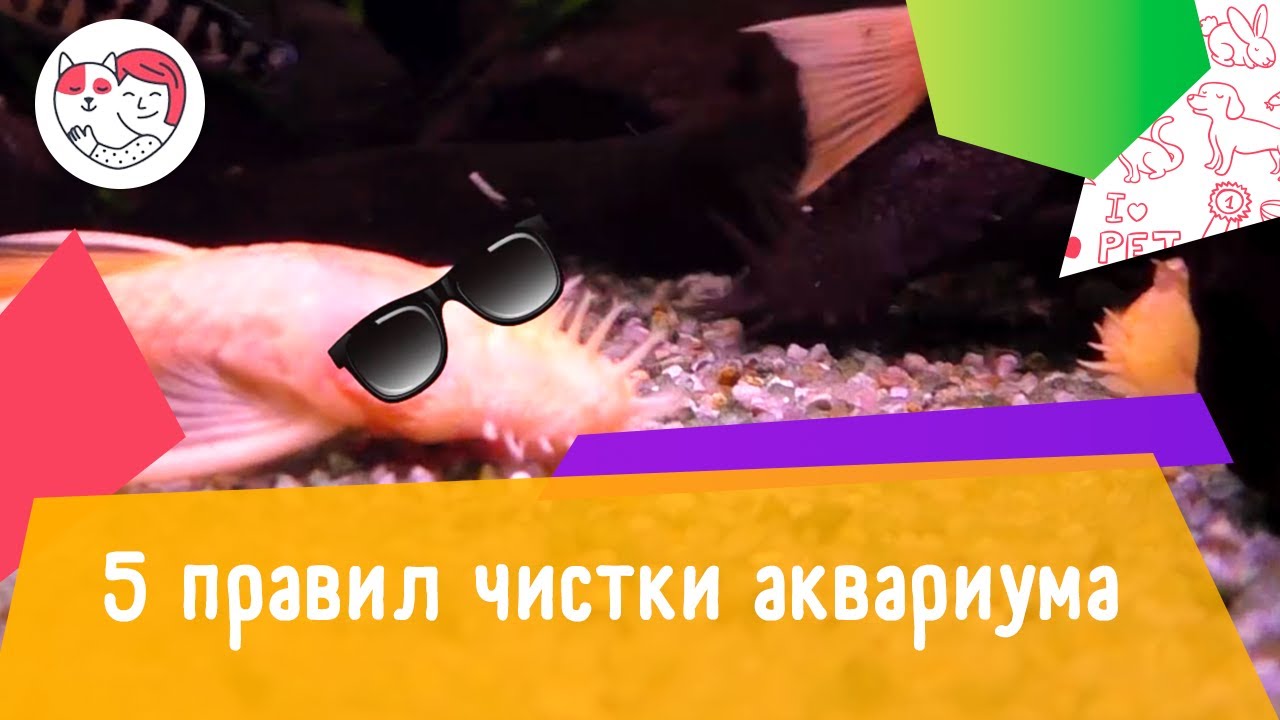 5 правил чистки аквариума