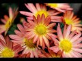 Dancing Butterfly Relaxing Instrumental Music