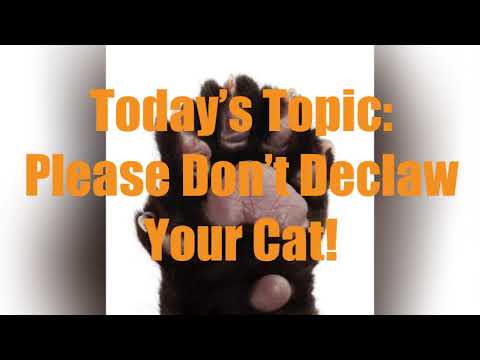 Alternatives to declawing your cat!