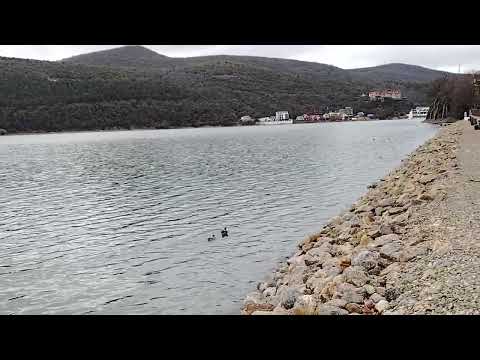 Обзор HONOR X8d: тонкий, но очень автономный смартфон с мощным ИИ / Смартфоны