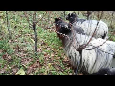 PERMAKULTUR im Weinberg: Kräuterpflanzungen in den Reben - Winzerhof Linder in Endingen