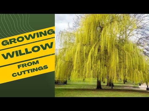 Rooting Success A Guide to Growing Willow from Cuttings