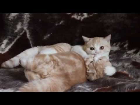 Sharmila Hrizantemma