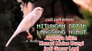 Download lagu SUARA KENARI CUIT CUIT EMOSI MEMANGGIL LAWAN COCOK UNTUK TERAPI KENARI MALAS BUNYI AGAR GACOR mp3
