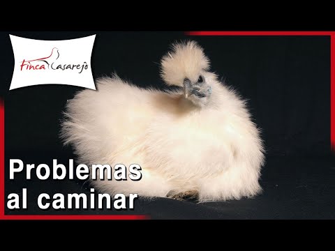 , title : '¿Por qué mi gallina tiene problemas al caminar?'