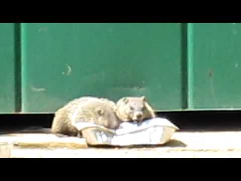 YouTube video about: Will groundhogs eat cat food?